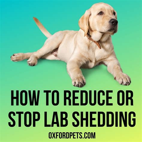 how to stop labrador shedding.